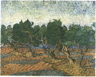 Olive Grove